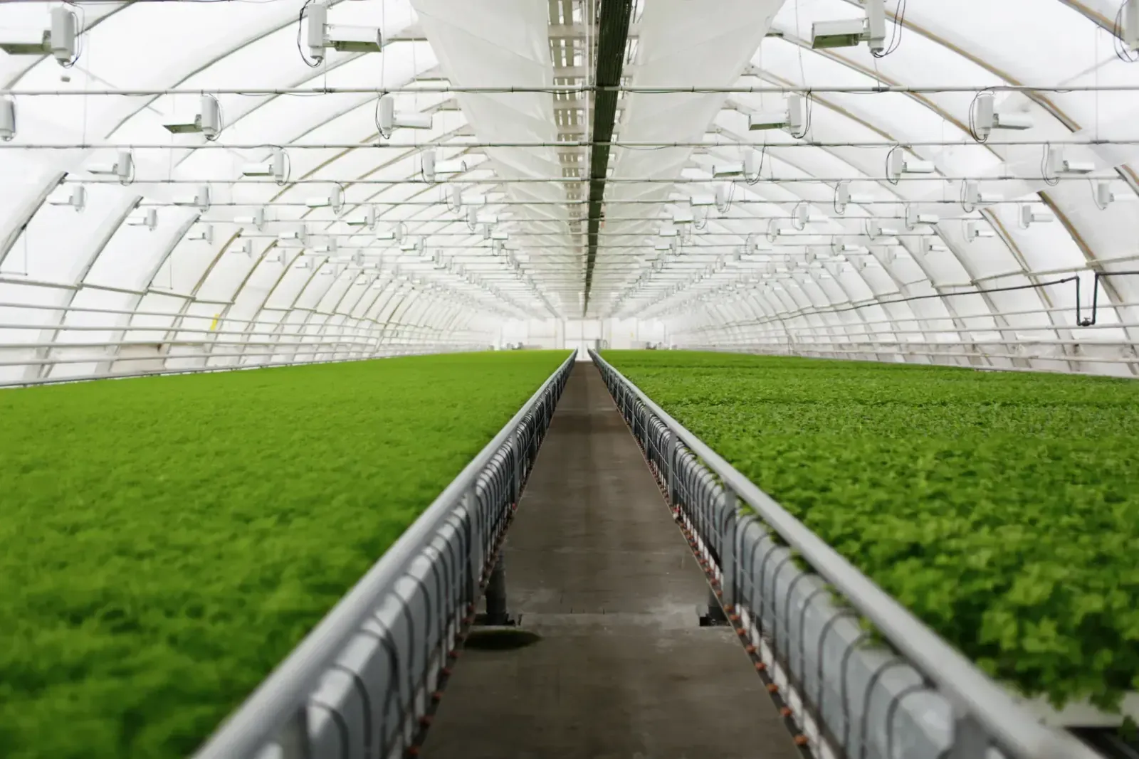 Greenhouse Monitoring & Automation