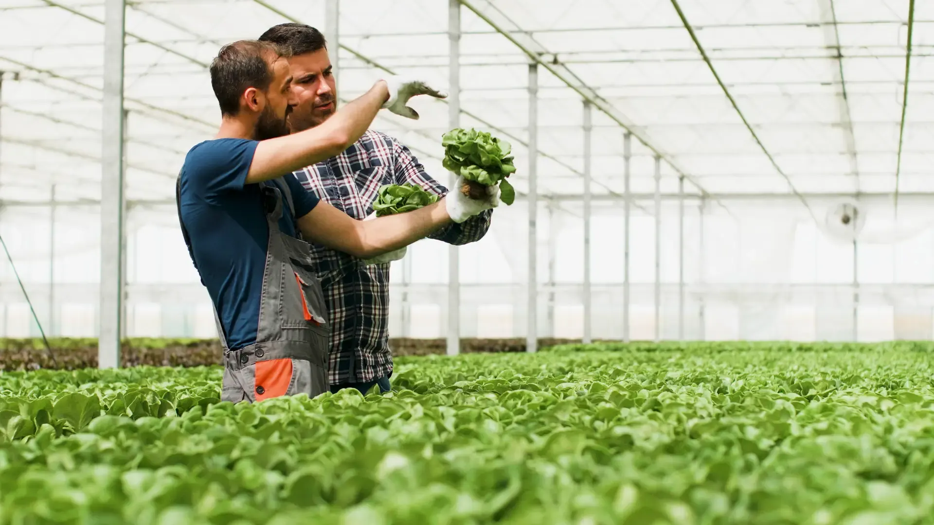 Farmnet team in greenhouse