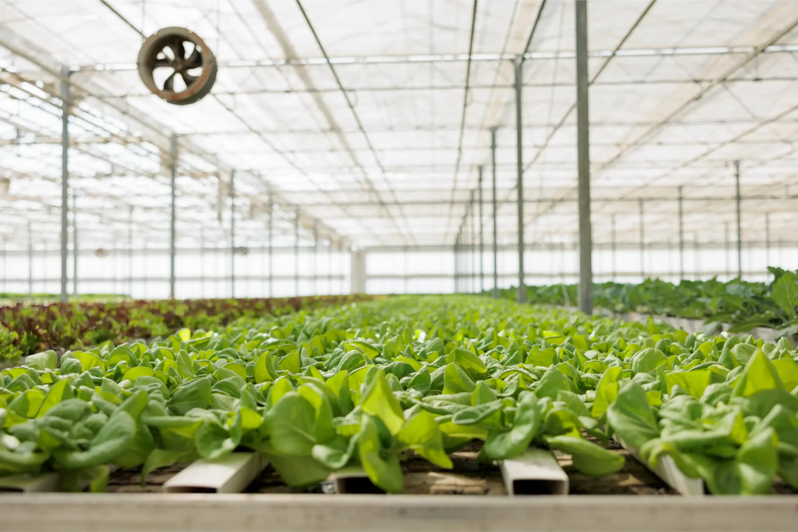 One Greenhouse, One Control Strategy